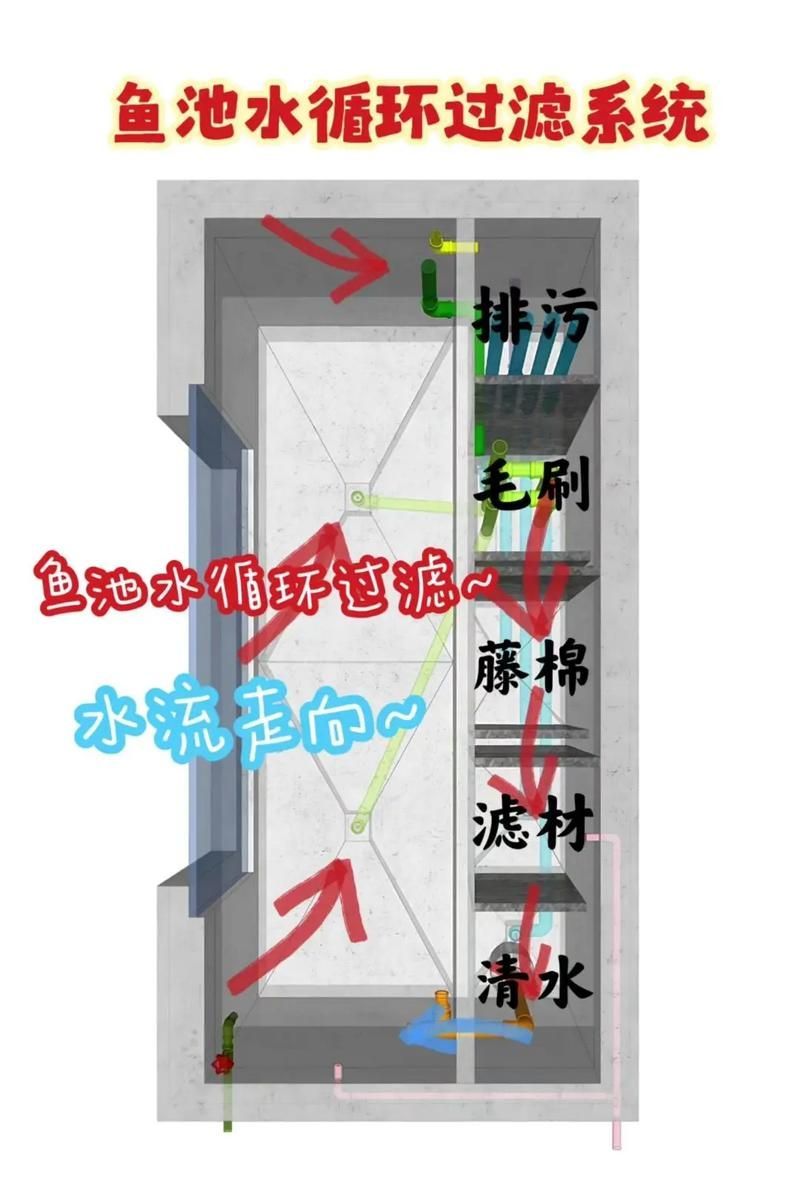 如何預防銀龍魚生病？，如何最大預防銀龍魚生病