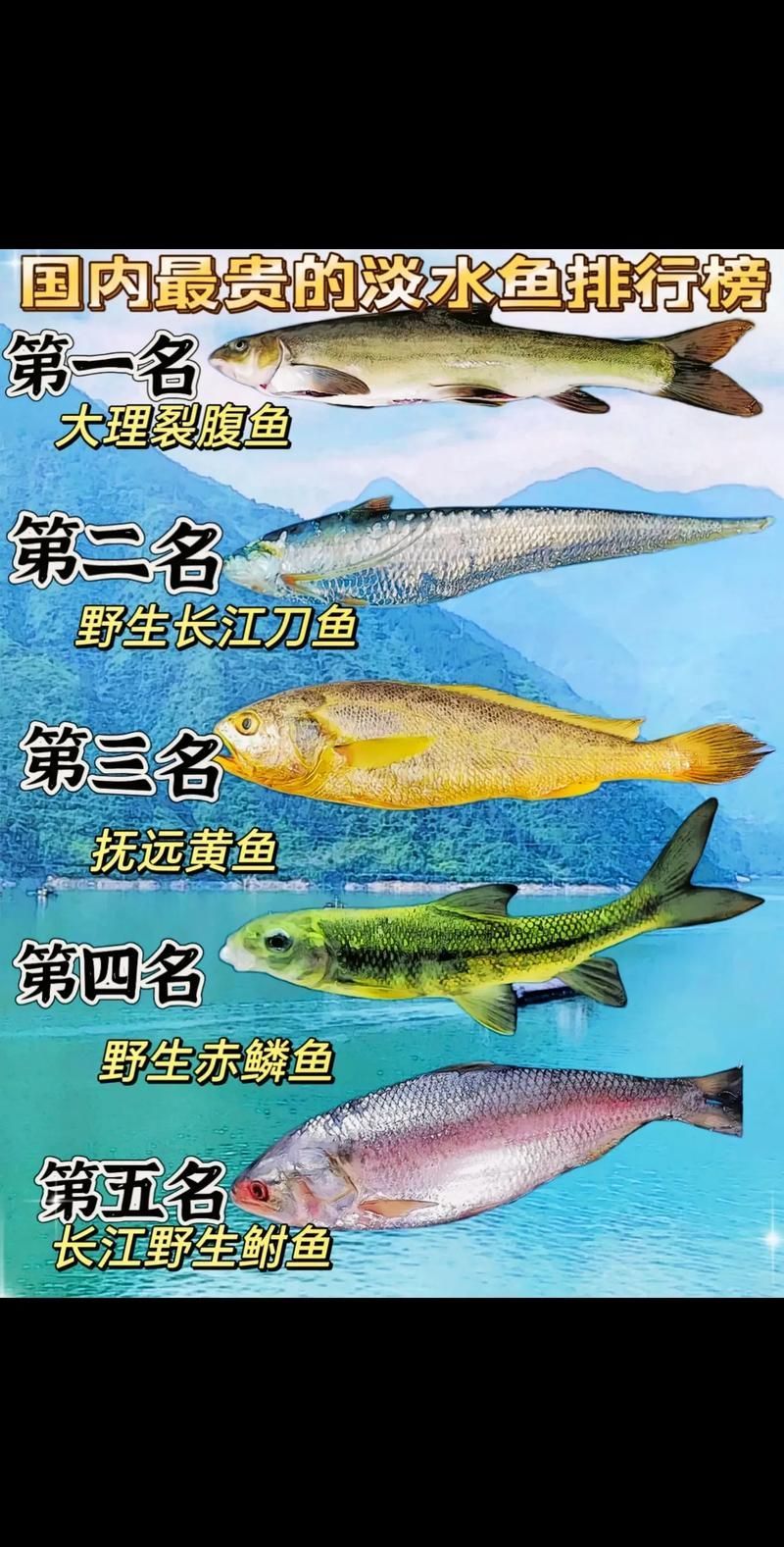 能否提供世界上最貴的魚排名圖片，世界上最貴的魚排名圖文清單，龍貓運動時需要注意什么