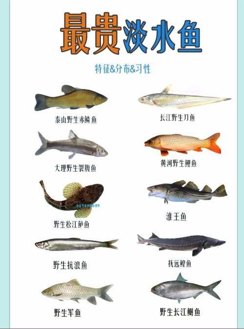 能否提供世界上最貴的魚排名圖片，世界上最貴的魚排名圖文清單，龍貓運動時需要注意什么