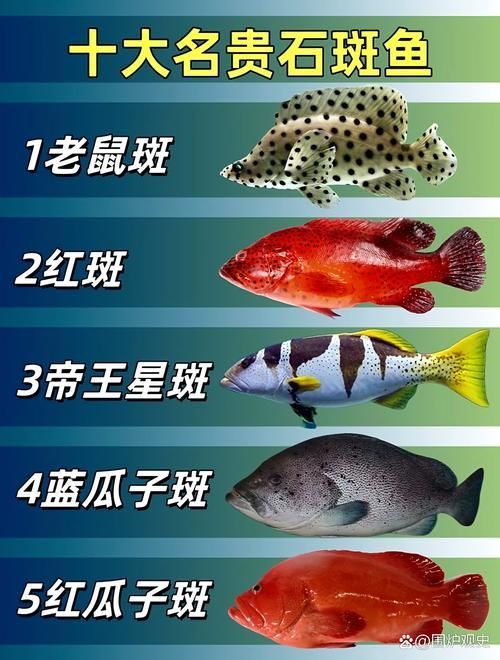 能否提供世界上最貴的魚排名圖片，世界上最貴的魚排名圖文清單，龍貓運動時需要注意什么