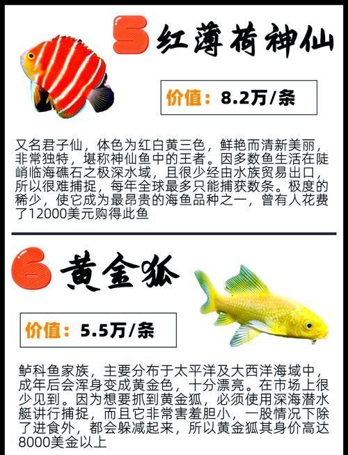 能否提供世界上最貴的魚排名圖片，世界上最貴的魚排名圖文清單，龍貓運動時需要注意什么