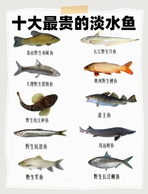 能否提供世界上最貴的魚排名圖片，世界上最貴的魚排名圖文清單，龍貓運動時需要注意什么