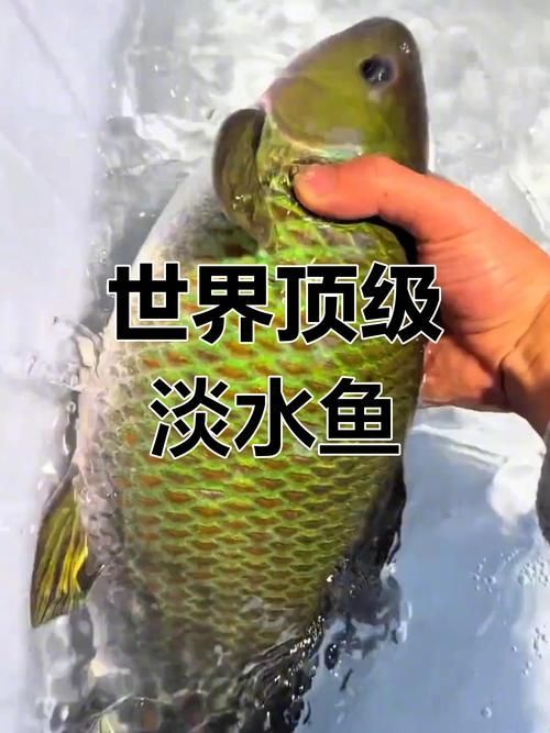能否提供世界上最貴的魚排名圖片，世界上最貴的魚排名圖文清單，龍貓運動時需要注意什么