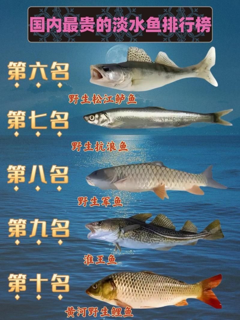 能否提供世界上最貴的魚排名圖片，世界上最貴的魚排名圖文清單，龍貓運動時需要注意什么