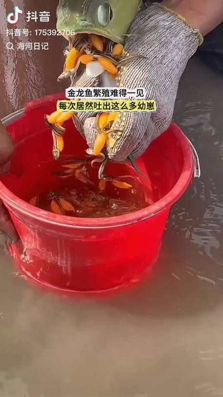 給我一些頂級龍魚的視頻，康龍水族龍魚的視頻繁殖過程（1000字和配圖）