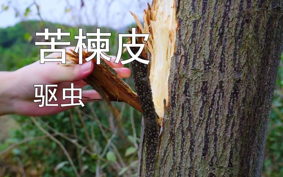 有哪些中草藥可以治療寄生蟲性爛鰓病，寄生蟲性爛鰓、性爛鰓病的中草藥及其使用方法及使用方法 有哪些中草藥可以治療寄生蟲性爛鰓病，寄生蟲性爛鰓、性爛鰓病的中草藥及其使用方法及使用方法 龍魚百科 第1張