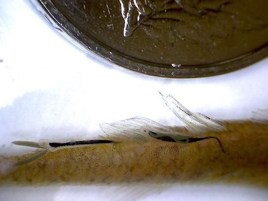 如何防治魚身上的寄生蟲，如何防治魚身上的寄生蟲問題