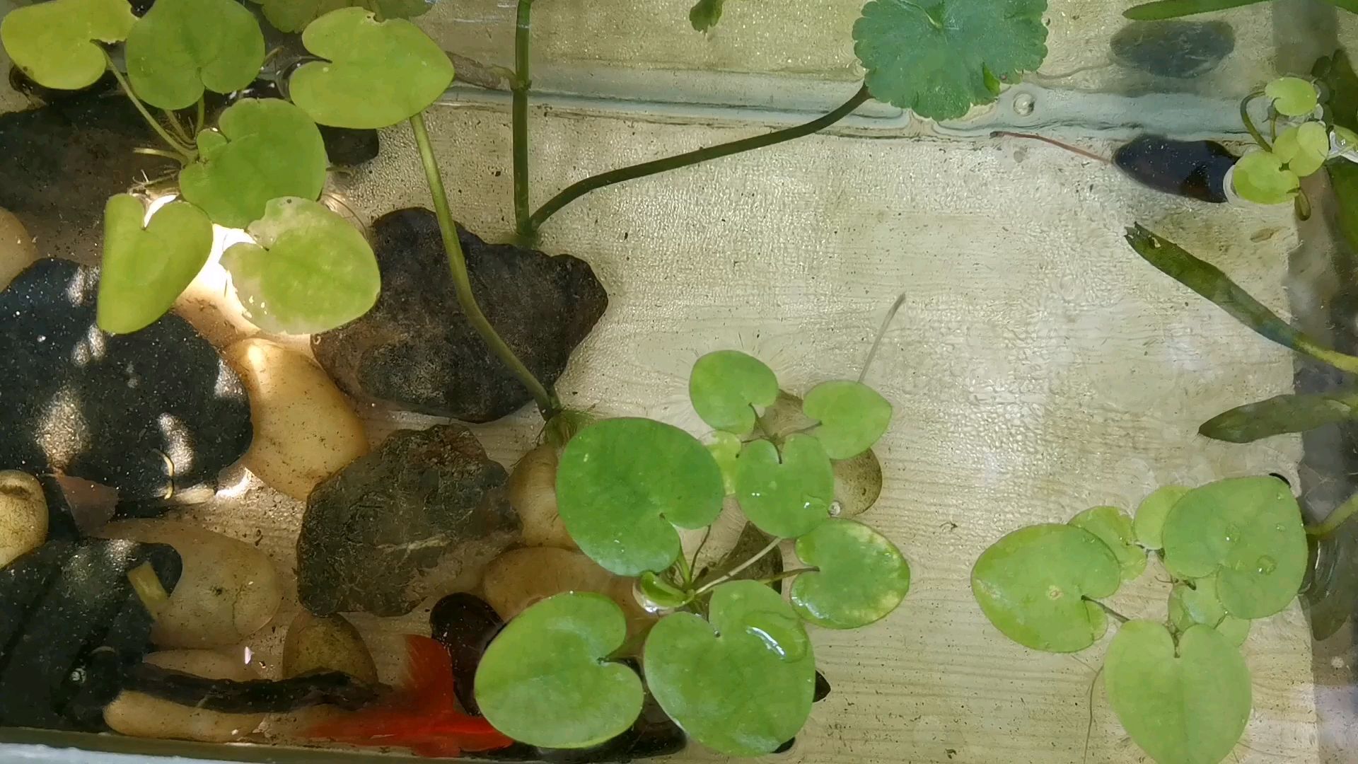 如何防治魚身上的寄生蟲，如何防治魚身上的寄生蟲問題
