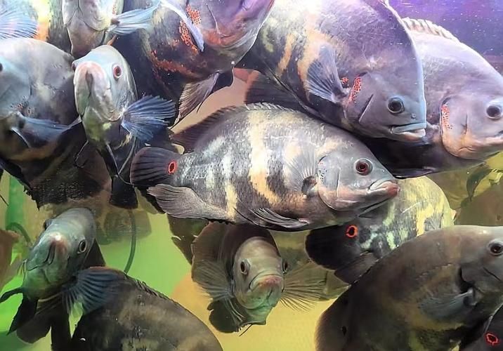 給我一些野生地圖魚的圖片，野生地圖魚的飼養(yǎng)方式 給我一些野生地圖魚的圖片，野生地圖魚的飼養(yǎng)方式 龍魚百科 第1張