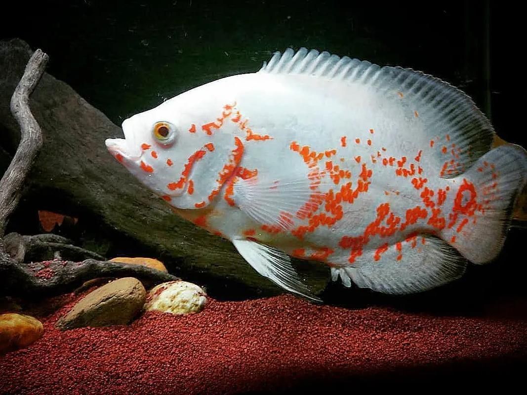 給我一些野生地圖魚的圖片，野生地圖魚的飼養(yǎng)方式 給我一些野生地圖魚的圖片，野生地圖魚的飼養(yǎng)方式 龍魚百科 第3張