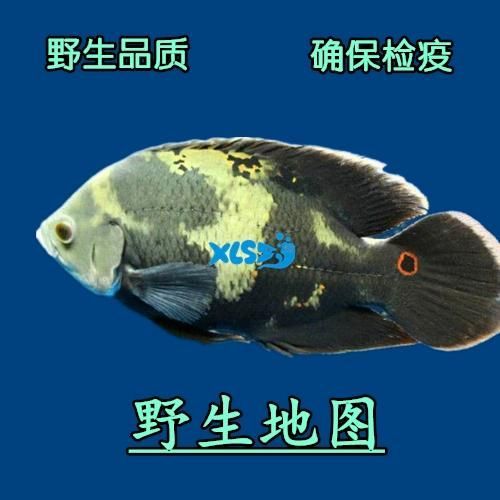 給我一些野生地圖魚的圖片，野生地圖魚的飼養(yǎng)方式 給我一些野生地圖魚的圖片，野生地圖魚的飼養(yǎng)方式 龍魚百科 第5張