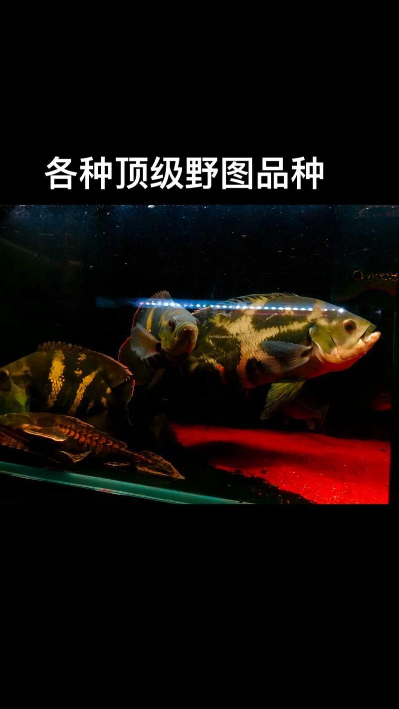給我一些野生地圖魚的圖片，野生地圖魚的飼養(yǎng)方式 給我一些野生地圖魚的圖片，野生地圖魚的飼養(yǎng)方式 龍魚百科 第4張