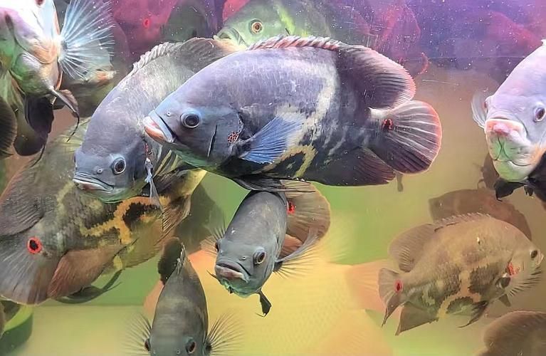 給我一些野生地圖魚的圖片，野生地圖魚的飼養(yǎng)方式 給我一些野生地圖魚的圖片，野生地圖魚的飼養(yǎng)方式 龍魚百科 第2張