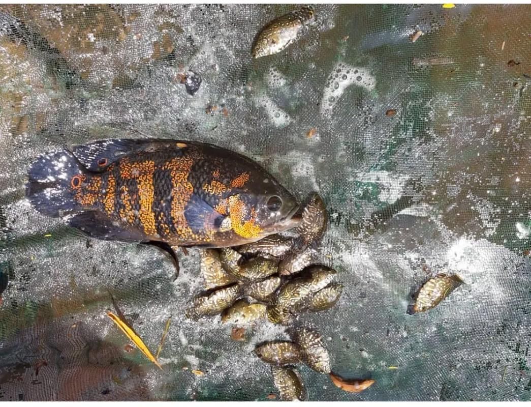 給我一些野生地圖魚的圖片，野生地圖魚的飼養(yǎng)方式 給我一些野生地圖魚的圖片，野生地圖魚的飼養(yǎng)方式 龍魚百科 第7張
