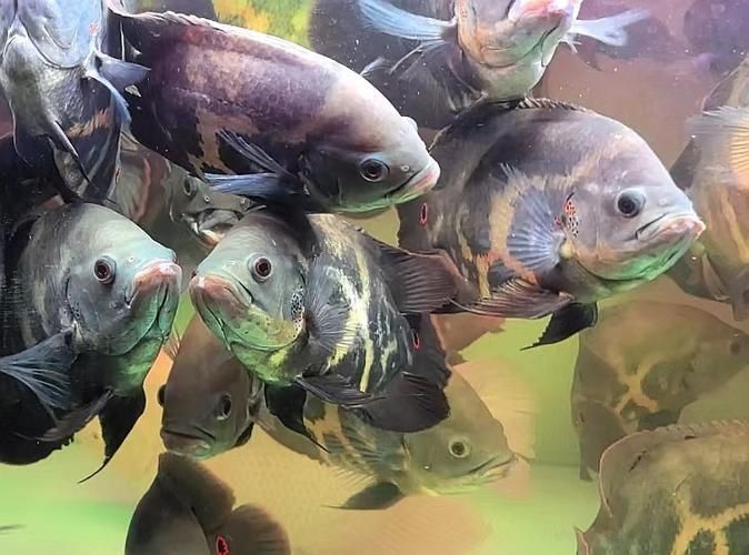 給我一些野生地圖魚的圖片，野生地圖魚的飼養(yǎng)方式 給我一些野生地圖魚的圖片，野生地圖魚的飼養(yǎng)方式 龍魚百科 第11張