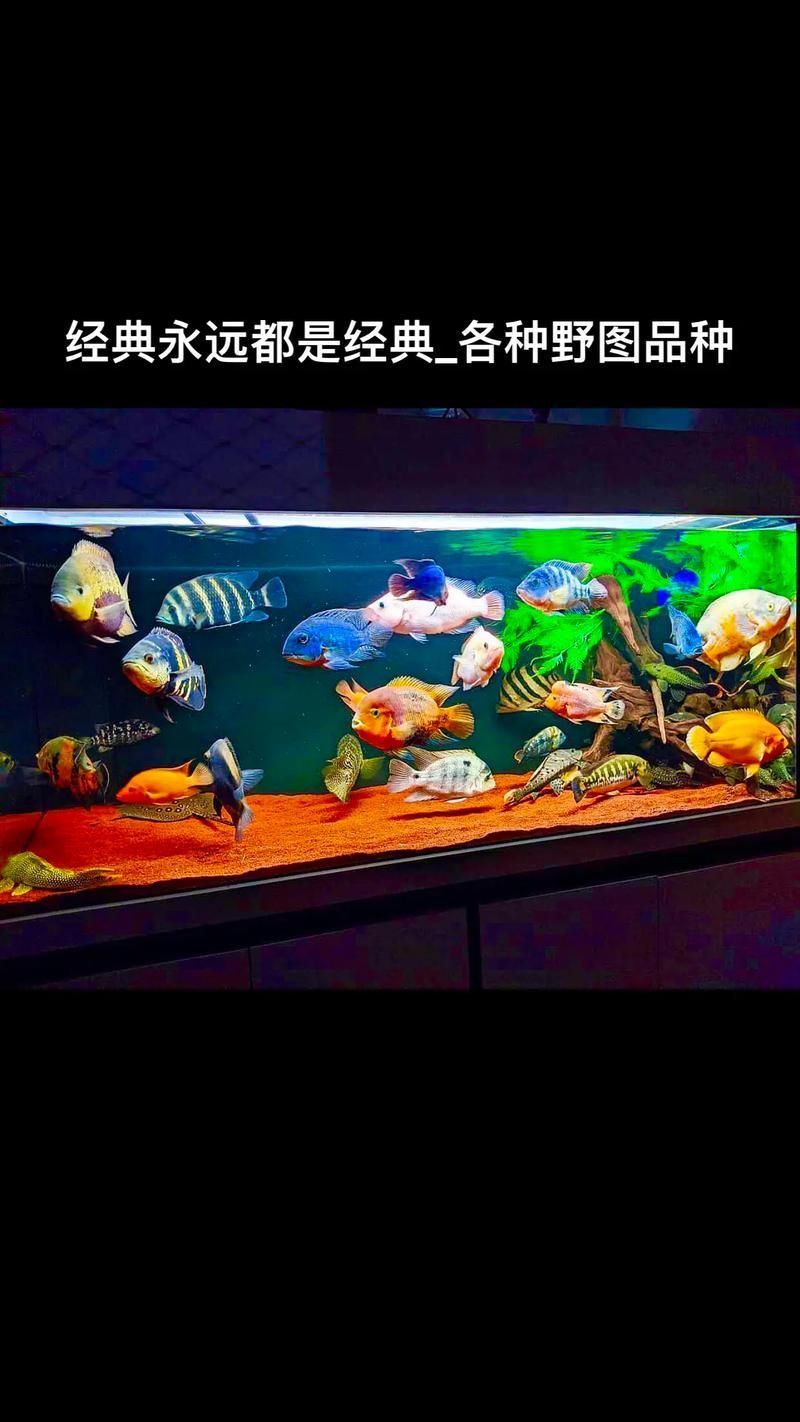給我一些野生地圖魚的圖片，野生地圖魚的飼養(yǎng)方式 給我一些野生地圖魚的圖片，野生地圖魚的飼養(yǎng)方式 龍魚百科 第10張