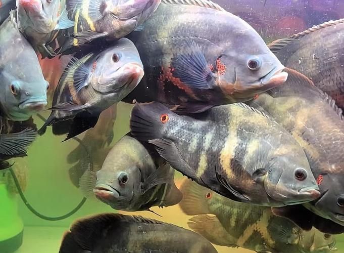 給我一些野生地圖魚的圖片，野生地圖魚的飼養(yǎng)方式 給我一些野生地圖魚的圖片，野生地圖魚的飼養(yǎng)方式 龍魚百科 第9張