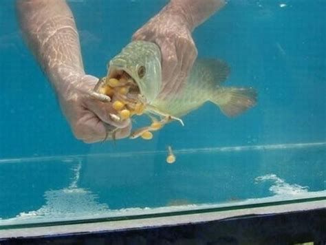 有哪些方法可以加速龍魚認主？，加速龍魚認主的方法