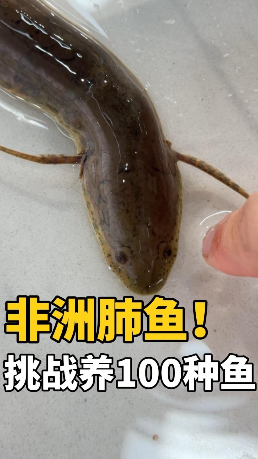 肺魚有哪些獨特的適應特征？，非洲肺魚——生活在土里的魚米果家的動物園展開