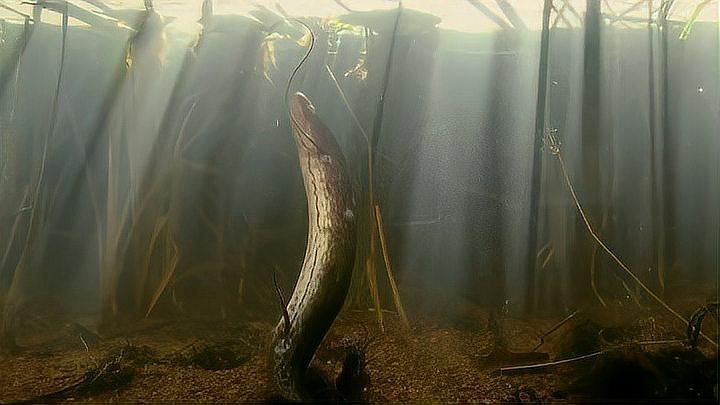 肺魚有哪些獨特的適應特征？，非洲肺魚——生活在土里的魚米果家的動物園展開