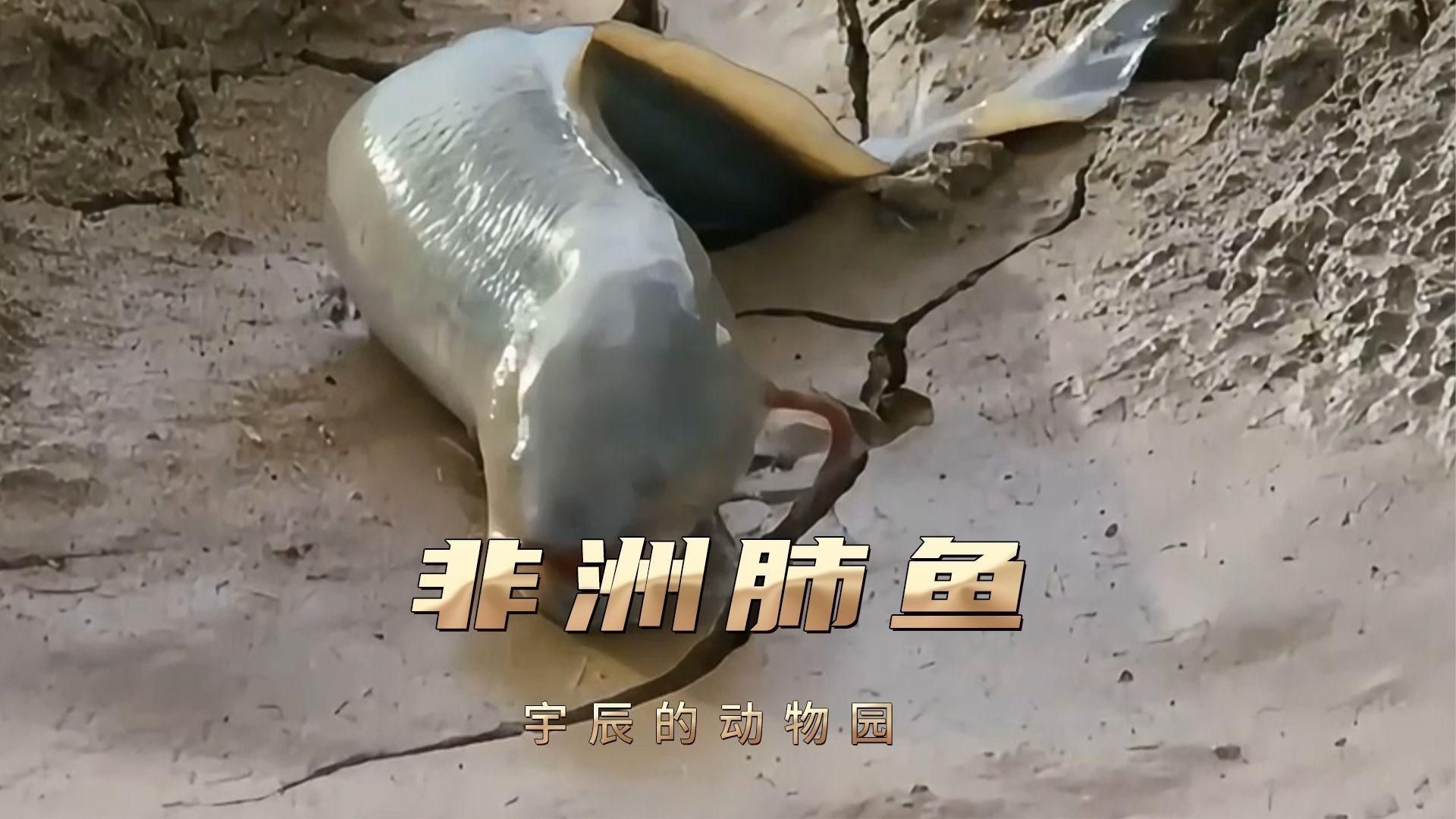 肺魚有哪些獨特的適應特征？，非洲肺魚——生活在土里的魚米果家的動物園展開
