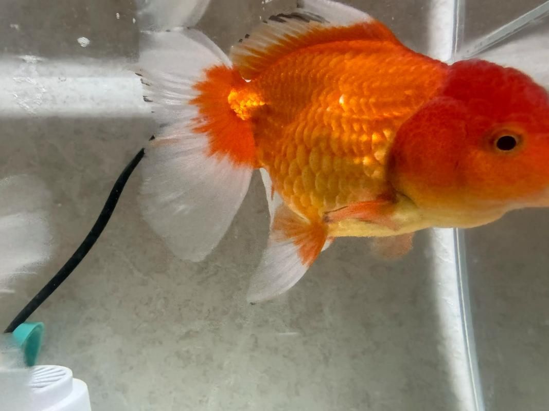 如何判斷蝶尾金魚是否生病，如何判斷蝶尾金魚是否生病，