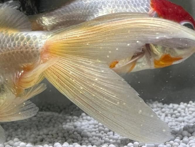 如何判斷蝶尾金魚是否生病，如何判斷蝶尾金魚是否生病，