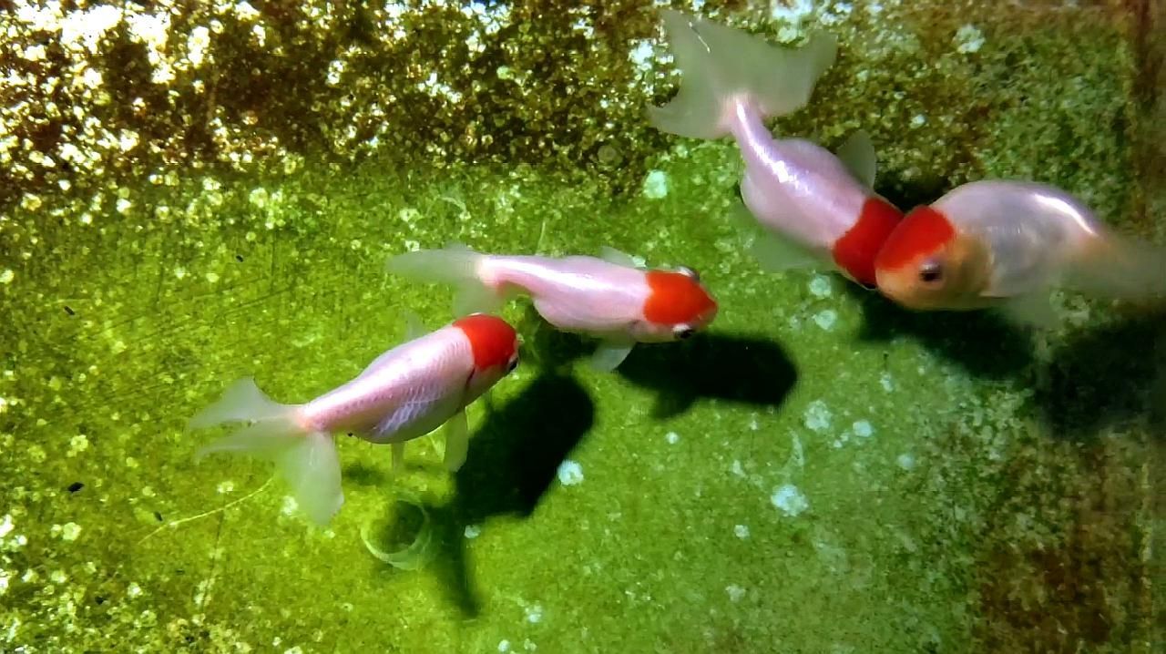 如何判斷蝶尾金魚是否生病，如何判斷蝶尾金魚是否生病，
