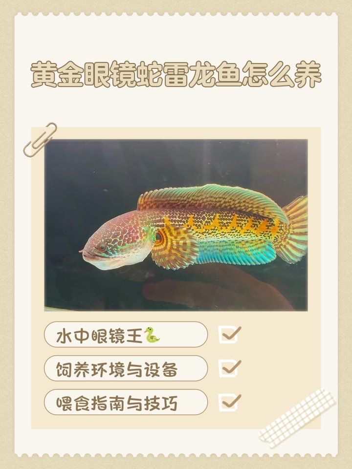 黃金眼鏡蛇雷龍魚多久喂一次？，黃金眼鏡蛇雷龍魚多久喂一次