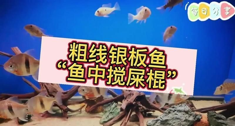 粗線銀板魚有哪些品種？，粗線銀板魚有哪些品種粗線銀板魚有哪些品種