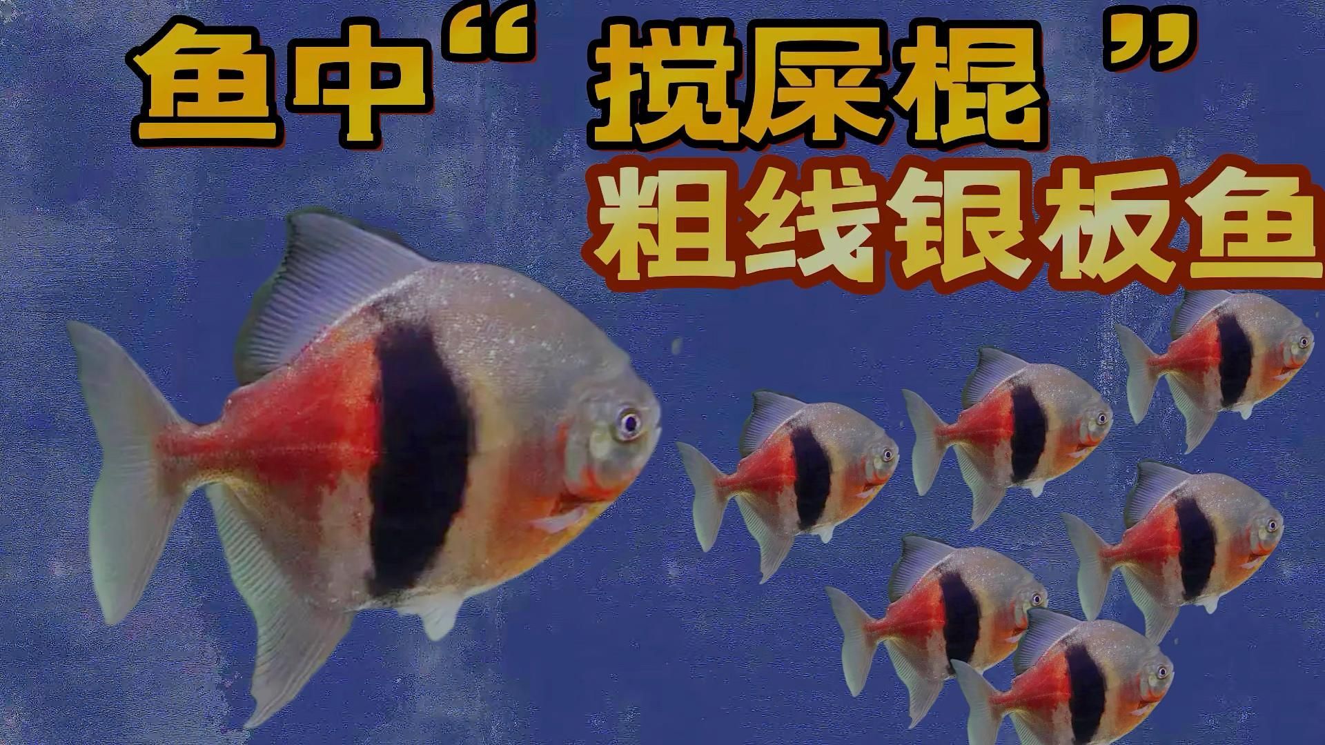 粗線銀板魚有哪些品種？，粗線銀板魚有哪些品種粗線銀板魚有哪些品種