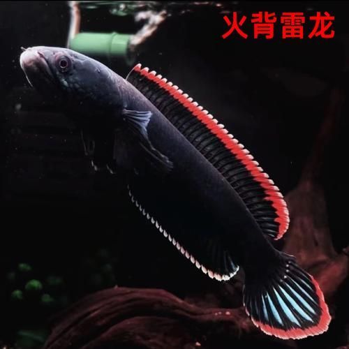 哪里可以購買到冷水雷龍魚？