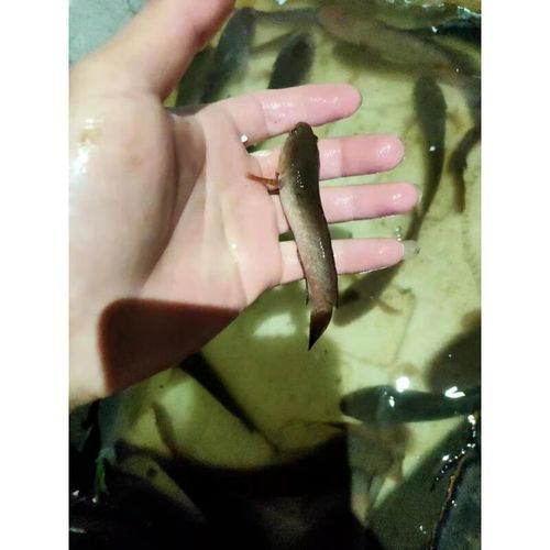 哪里可以購買到冷水雷龍魚？