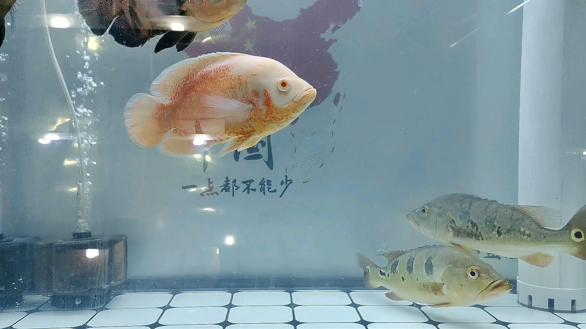 魚胸鰭根部發紅能自愈嗎，魚胸鰭根部發紅能自愈嗎,