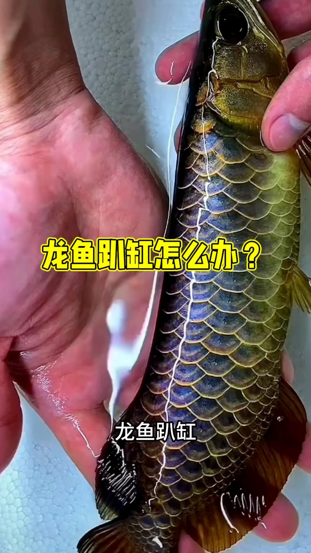 龍魚趴缸如何恢復，新手小白養龍魚回來了一直趴缸不動怎么辦解決方案