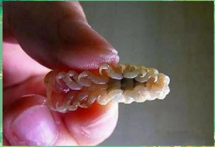 給我一些魚虱的圖片，關(guān)于魚虱的知識(shí)，你知道多少？ 給我一些魚虱的圖片，關(guān)于魚虱的知識(shí)，你知道多少？ 龍魚百科 第15張