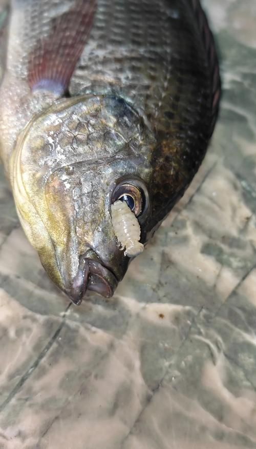 給我一些魚虱的圖片，關(guān)于魚虱的知識(shí)，你知道多少？ 給我一些魚虱的圖片，關(guān)于魚虱的知識(shí)，你知道多少？ 龍魚百科 第1張