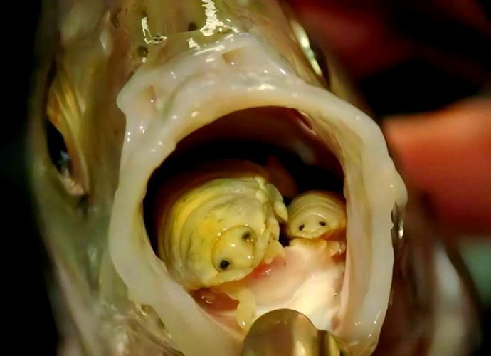給我一些魚虱的圖片，關(guān)于魚虱的知識(shí)，你知道多少？ 給我一些魚虱的圖片，關(guān)于魚虱的知識(shí)，你知道多少？ 龍魚百科 第9張