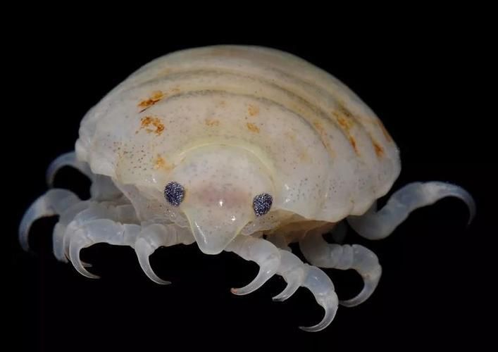 給我一些魚虱的圖片，關(guān)于魚虱的知識(shí)，你知道多少？ 給我一些魚虱的圖片，關(guān)于魚虱的知識(shí)，你知道多少？ 龍魚百科 第5張