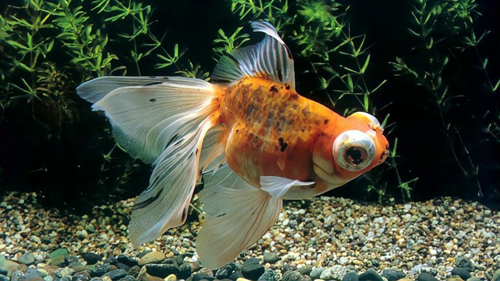 鰓蓋潰爛后如何護(hù)理，魚缸鰓蓋潰爛后如何護(hù)理 鰓蓋潰爛后如何護(hù)理，魚缸鰓蓋潰爛后如何護(hù)理 龍魚百科 第14張