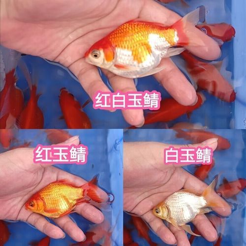 哪里可以買到正品大日玉鯖？，正品大日玉鯖怎么樣？ 哪里可以買到正品大日玉鯖？，正品大日玉鯖怎么樣？ 龍魚百科 第2張