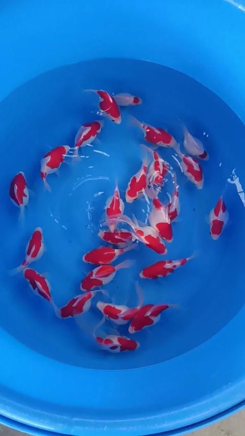哪里可以買到正品大日玉鯖?,正品大日玉鯖怎么樣? 龍魚百科 第4張 哪里可以買到正品大日玉鯖?,正品大日玉鯖怎么樣? 哪里可以買到正品大日玉鯖?,正品大日玉鯖怎么樣? 龍魚百科 第4張