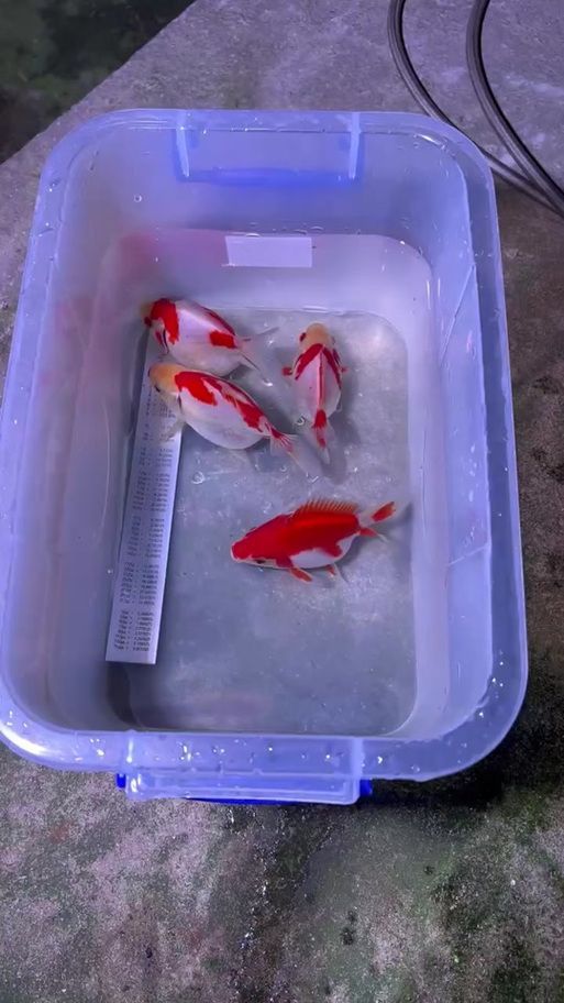 哪里可以買到正品大日玉鯖?,正品大日玉鯖怎么樣? 龍魚百科 第7張 哪里可以買到正品大日玉鯖?,正品大日玉鯖怎么樣? 哪里可以買到正品大日玉鯖?,正品大日玉鯖怎么樣? 龍魚百科 第7張