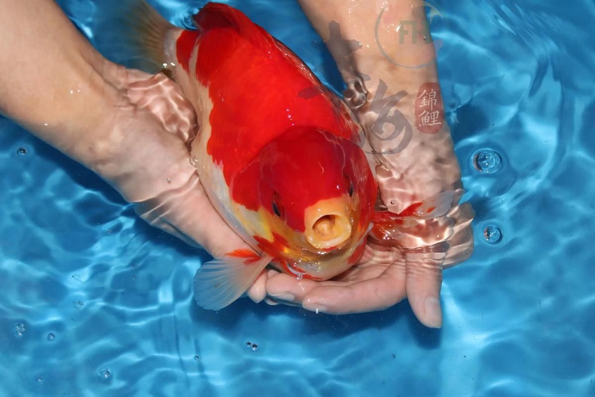 哪里可以買到正品大日玉鯖?,正品大日玉鯖怎么樣? 龍魚百科 第6張 哪里可以買到正品大日玉鯖?,正品大日玉鯖怎么樣? 哪里可以買到正品大日玉鯖?,正品大日玉鯖怎么樣? 龍魚百科 第6張