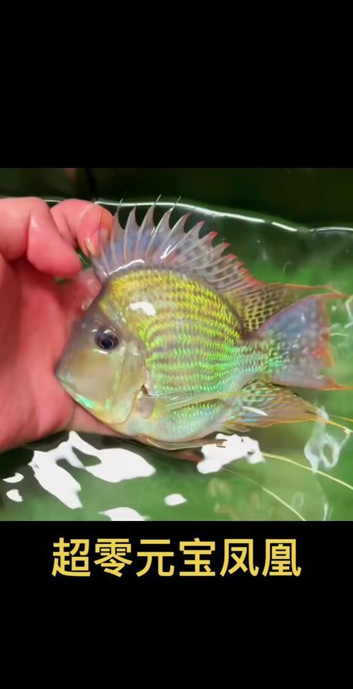 祥龍魚(yú)場(chǎng)元寶鳳凰魚(yú)有哪些特點(diǎn)？，祥龍魚(yú)場(chǎng)元寶鳳凰魚(yú)有什么特點(diǎn)？ 祥龍魚(yú)場(chǎng)元寶鳳凰魚(yú)有哪些特點(diǎn)？，祥龍魚(yú)場(chǎng)元寶鳳凰魚(yú)有什么特點(diǎn)？ 龍魚(yú)百科 第3張