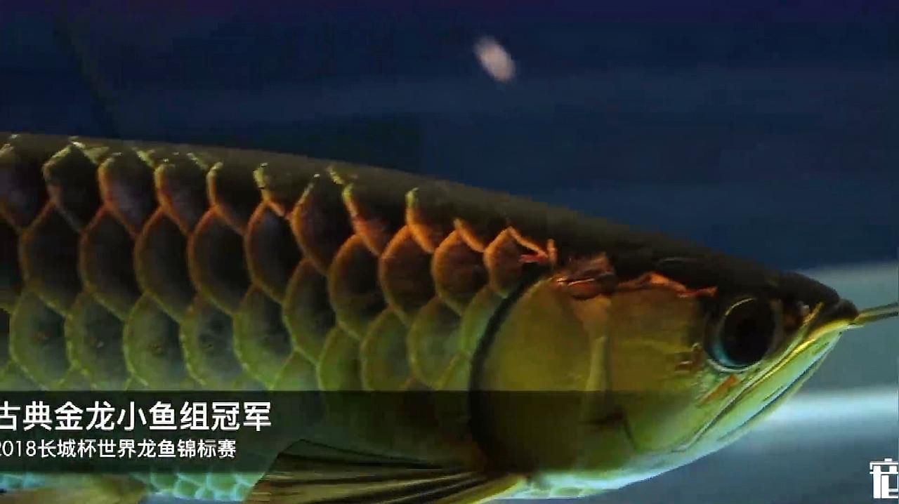 祥龍魚場APP有哪些功能？，祥龍魚場app有哪些功能為用戶誤記、虛構或混淆