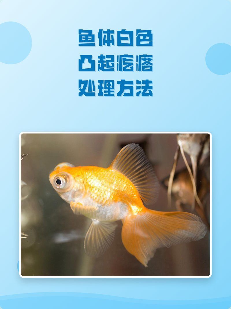 如何預(yù)防魚(yú)嘴凸起白色包，如何預(yù)防魚(yú)嘴凸起白色白色包 如何預(yù)防魚(yú)嘴凸起白色包，如何預(yù)防魚(yú)嘴凸起白色白色包 龍魚(yú)百科 第2張