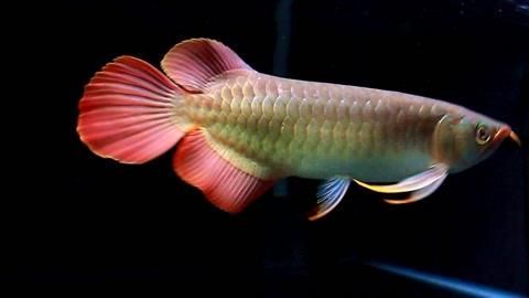 哪種龍魚最有升值空間?,哪種龍魚最有升值潛力,最具升值潛力的龍魚魚缸品牌 龍魚百科 第4張 哪種龍魚最有升值空間?,哪種龍魚最有升值潛力,最具升值潛力的龍魚魚缸品牌 哪種龍魚最有升值空間?,哪種龍魚最有升值潛力,最具升值潛力的龍魚魚缸品牌 龍魚百科 第4張