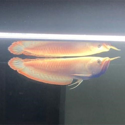 青龍魚的高背品相是什么？，青龍魚的高背品相是什么青龍魚的高背品相是什么 青龍魚的高背品相是什么？，青龍魚的高背品相是什么青龍魚的高背品相是什么 龍魚百科 第6張