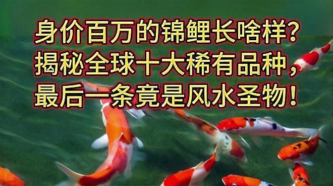 有哪些名貴錦鯉品種？，全球十<strong><mark>大名</mark></strong>貴錦鯉
